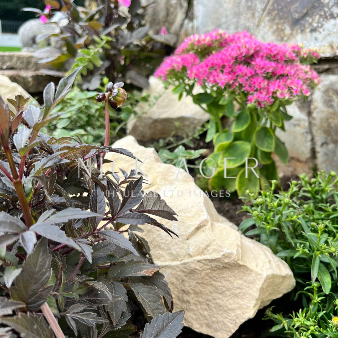 A close-up view of a garden featuring dark-leaved plants, pink clustered flowers, and natural stones.