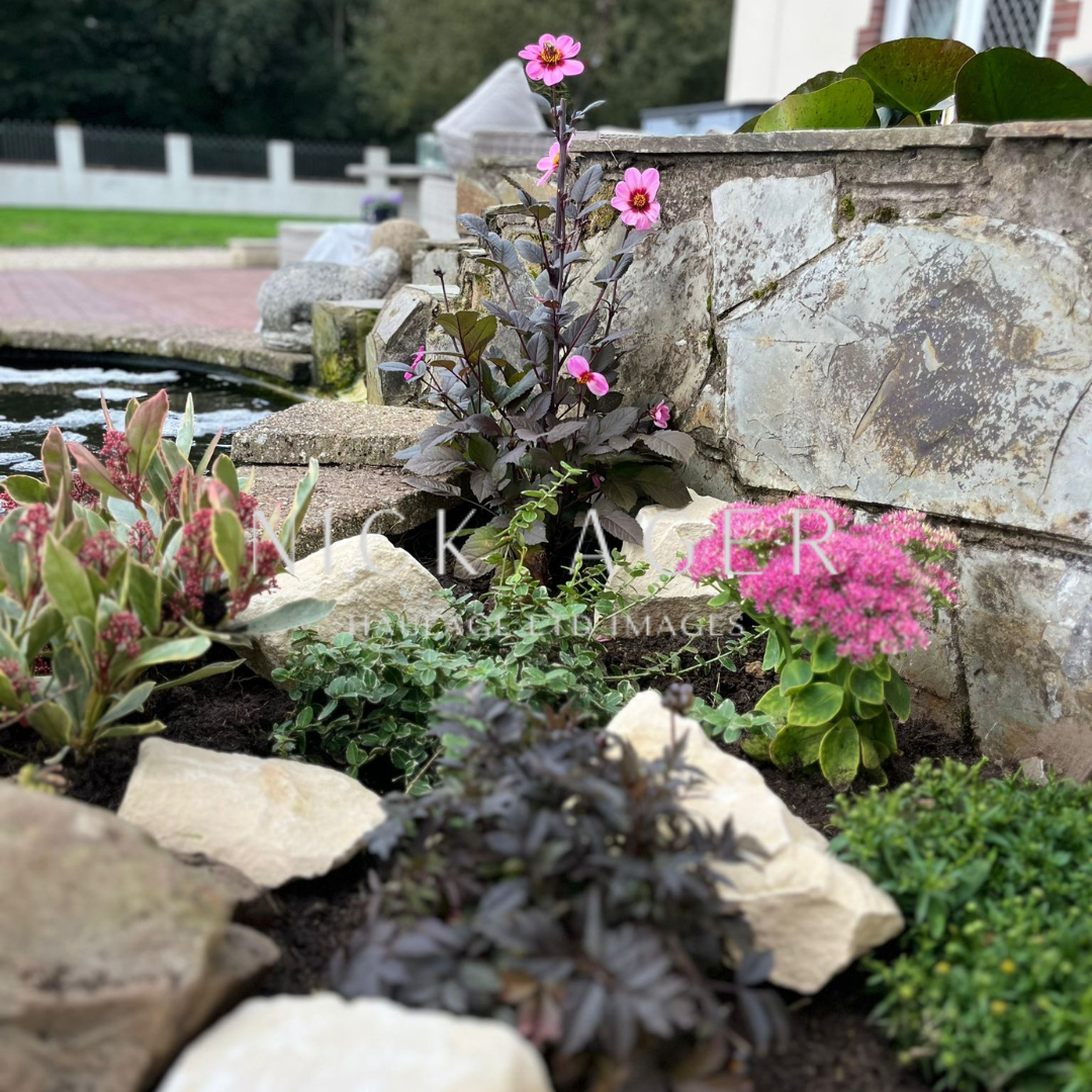 A colourful garden scene featuring various flowering plants, including pink flowers, dark foliage, and ornamental stones, near a pond.