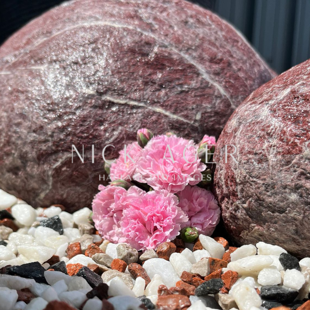 Close-up of pink flowers surrounded by rounded stones and colourful gravel, reflecting sunlight.